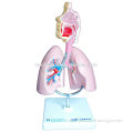 Anatomy Lung Model